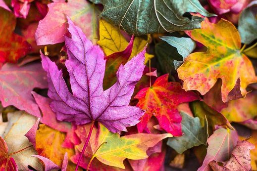 A la faveur de l'automne🍁 [TAG] - Picou Bulle - Blog de maman  décomplexé et bienveillant, Lyon