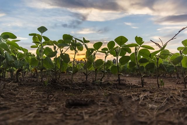blog-maman-picou-bulle-eveil-ecologique