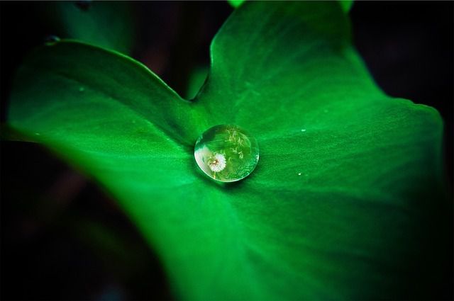blog-maman-picou-bulle-ecologie-affaire-de-tous