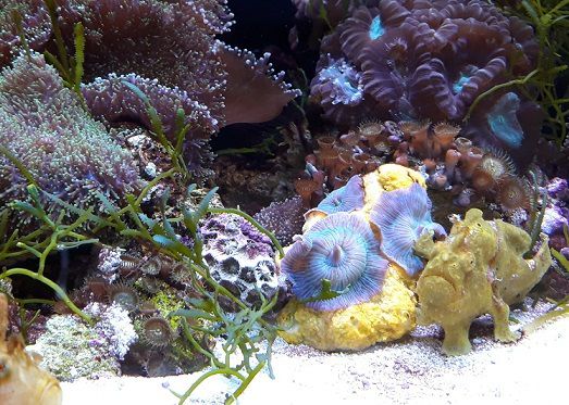 blog-maman-picou-bulle-aquarium-lyon-poisson-feuille