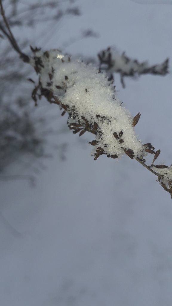 neige aisne 2019 janvier février branche enneigée