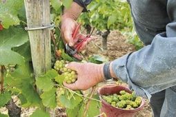 Muscadet, vins vendéens, récolte, cave, caviste, cadeaux, accord vin,