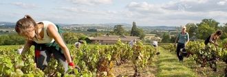 vin, région, appellation Beaujolais, Morgon, Brouilly, Moulin à Vent, Juliénas, Chrirouble