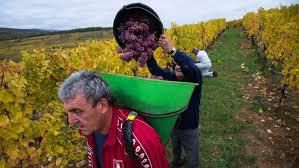 vendanges en france, caviste en vendée à montaigu, le bon vin local et d'ailleurs
