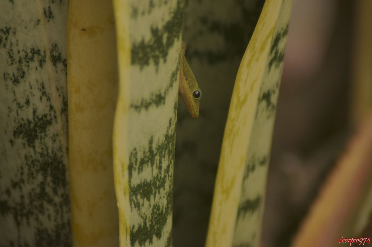 Gecko de Madagascar, Phelsuma Laticauda, Gecko 3 tâches. 