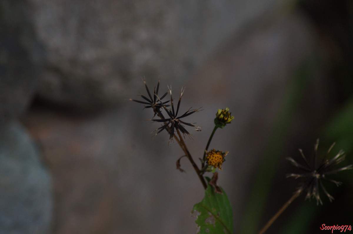 Le piquant, Herbe aiguille, Bidens pilosa, Astéracée. -  reunion-island-by-scorpio974.over-blog.com