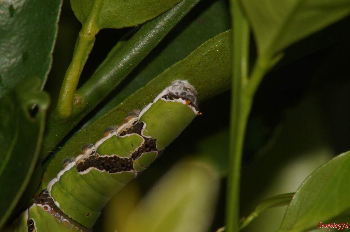 Chenille adulte, Papilio demodocus,