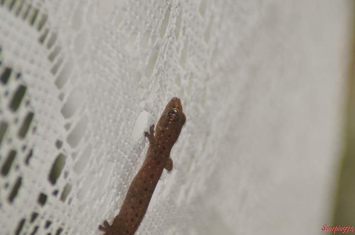 Hémidactyle à petites taches, Hemidactylus parvimaculatus Deraniyagala, 1953, Margouillat des jardins.