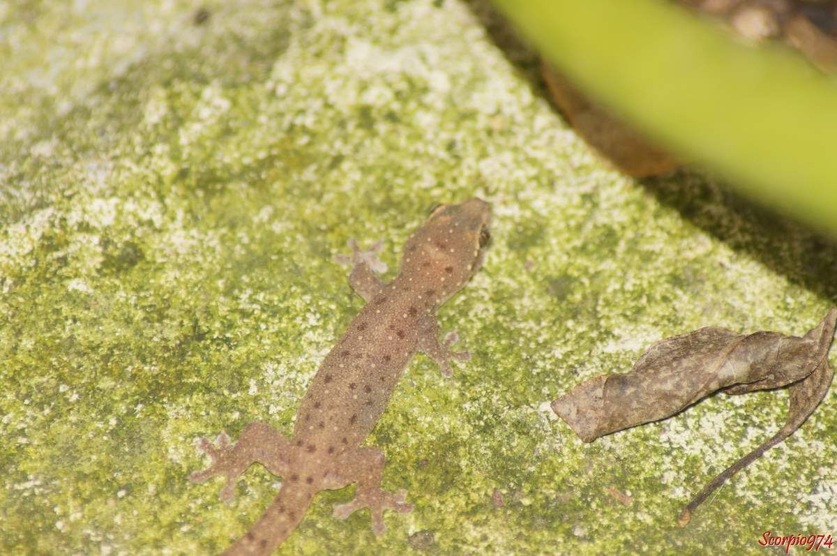 Hémidactyle à petites taches, Hemidactylus parvimaculatus Deraniyagala, 1953, Margouillat des jardins.