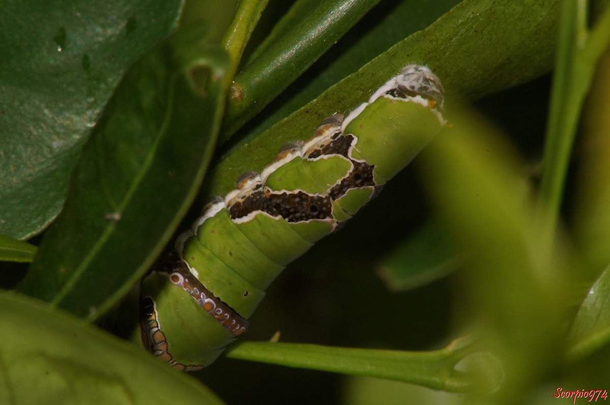 Chenille adulte, Papilio demodocus