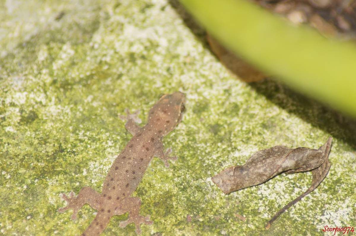 Hémidactyle à petites taches, Hemidactylus parvimaculatus Deraniyagala, 1953, Margouillat des jardins.