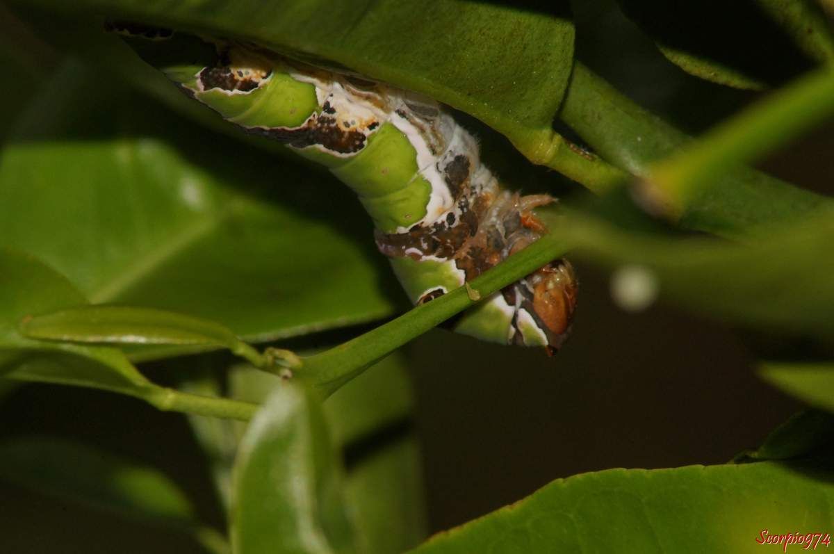 Chenille adulte, Papilio demodocus