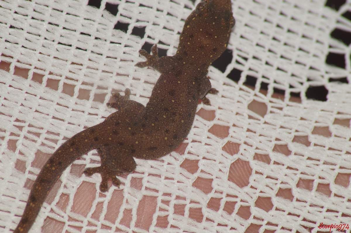 Hémidactyle à petites taches, Hemidactylus parvimaculatus Deraniyagala, 1953, Marouillat des jardins.