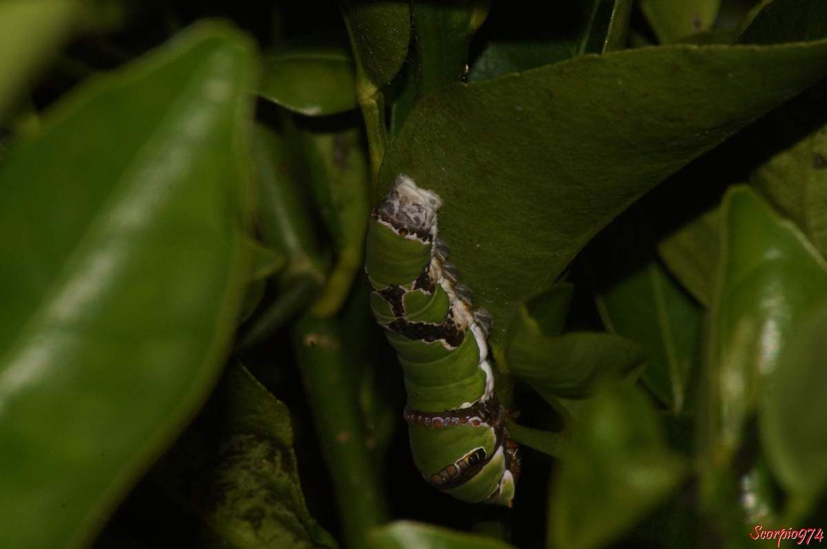 Chenille Papilio demodocus (Esper, 1798) adulte.