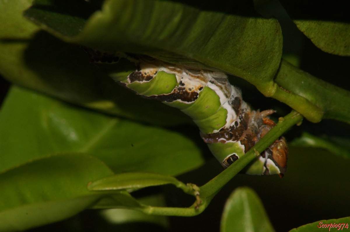Chenille adulte, Papilio demodocus,