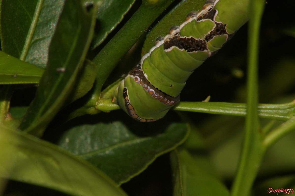 Chenille adulte, Papilio demodocus