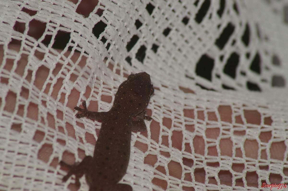 Hémidactyle à petites taches, Hemidactylus parvimaculatus Deraniyagala, 1953, Margouillat des jardins.