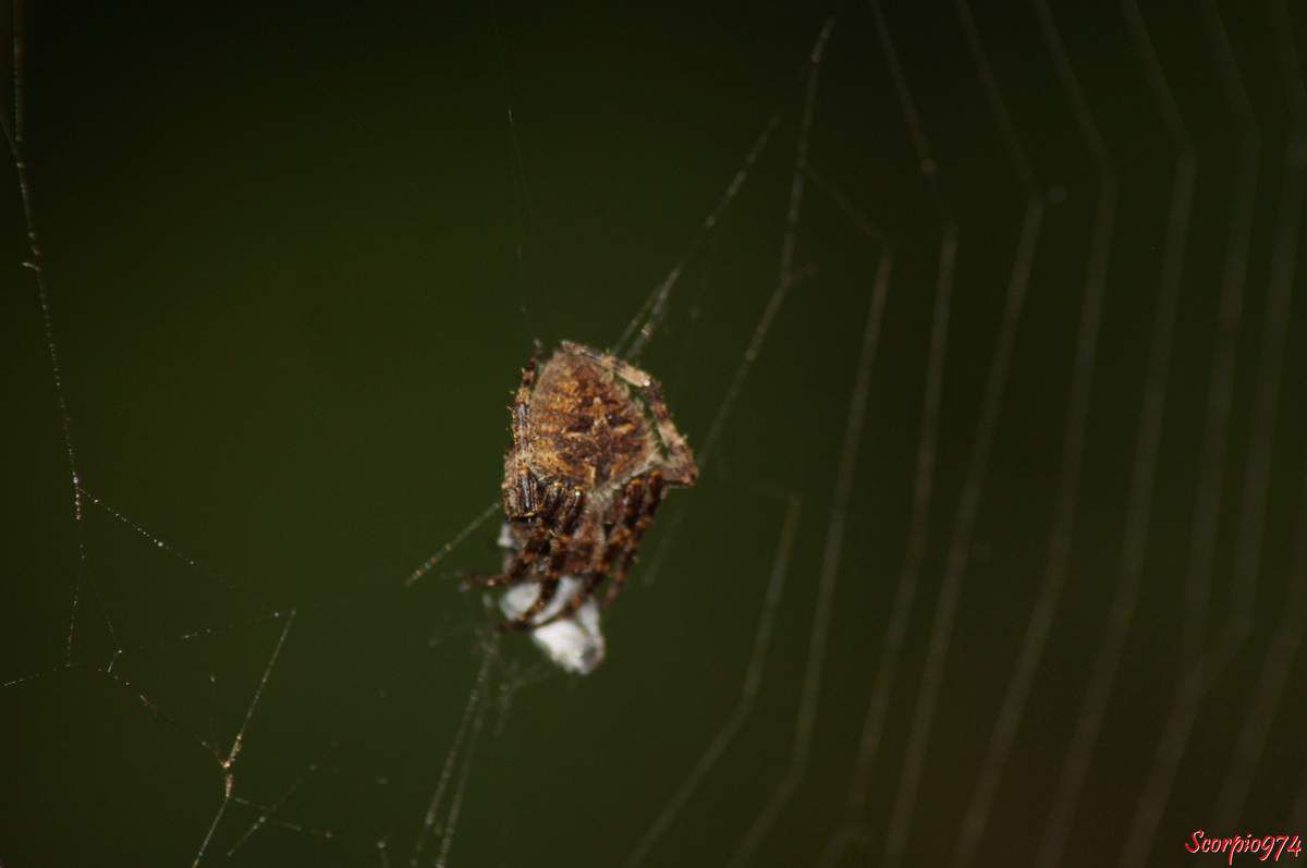 l'Epeire Lugubre, Neoscona punctigera (Doleschall, 1857), Araignée poilue nocturne.