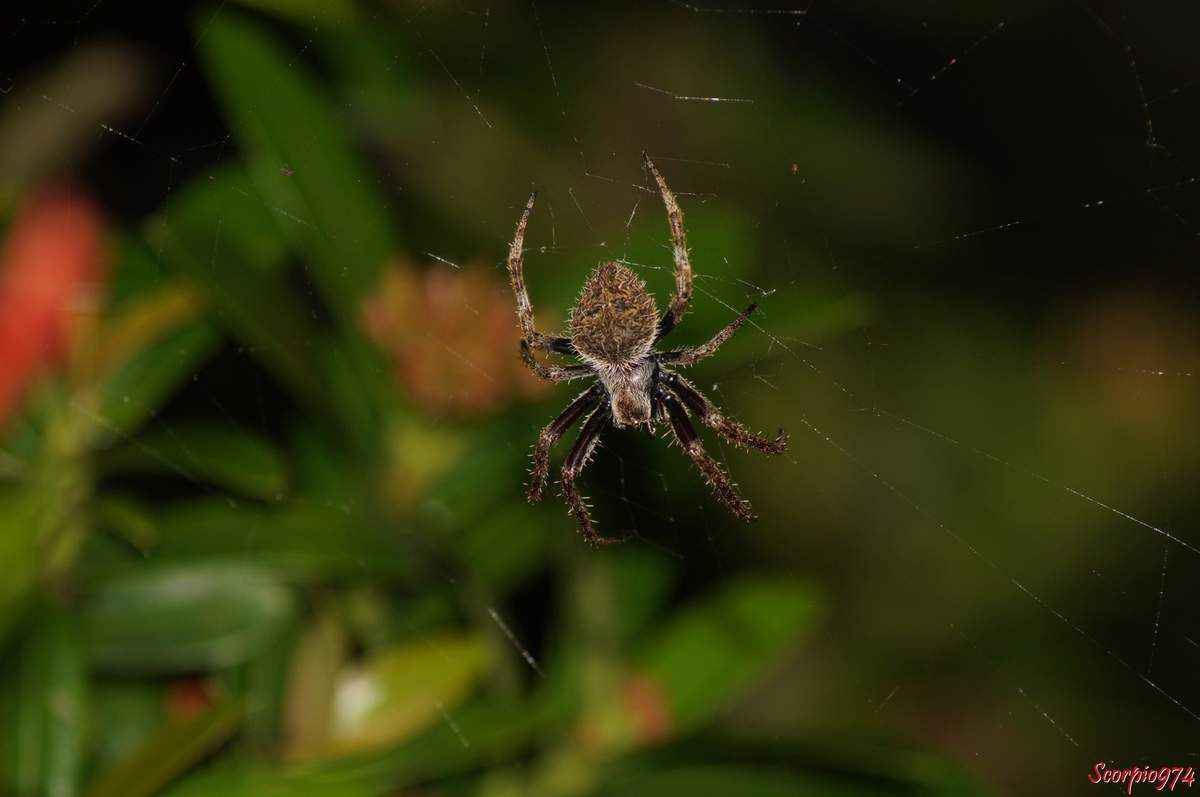 l'Epeire Lugubre, Neoscona punctigera (Doleschall, 1857), Araignée poilue nocturne.