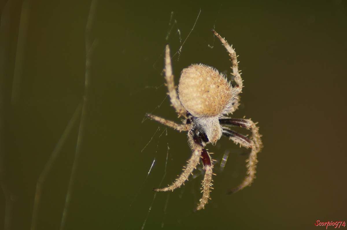 l'Epeire Lugubre, Neoscona punctigera (Doleschall, 1857), Araignée poilue nocturne.