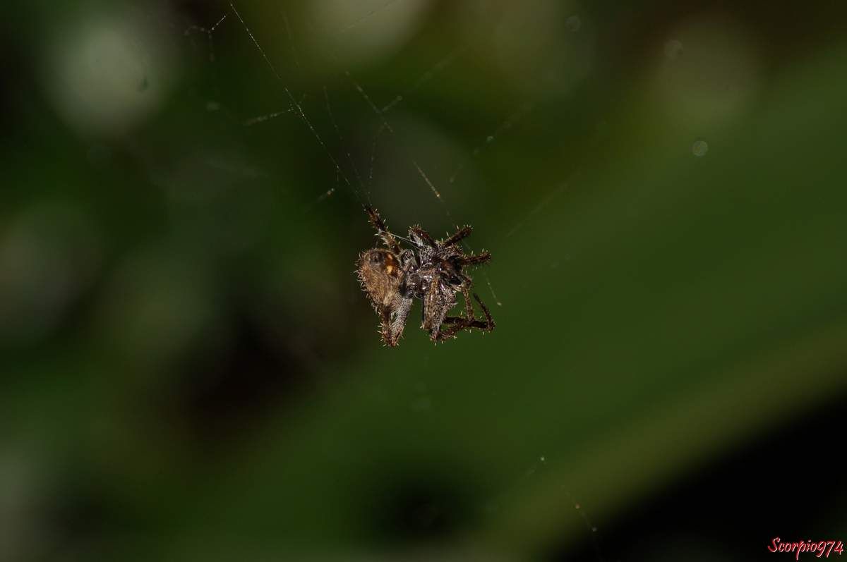 l'Epeire Lugubre, Neoscona punctigera (Doleschall, 1857), Araignée poilue nocturne.