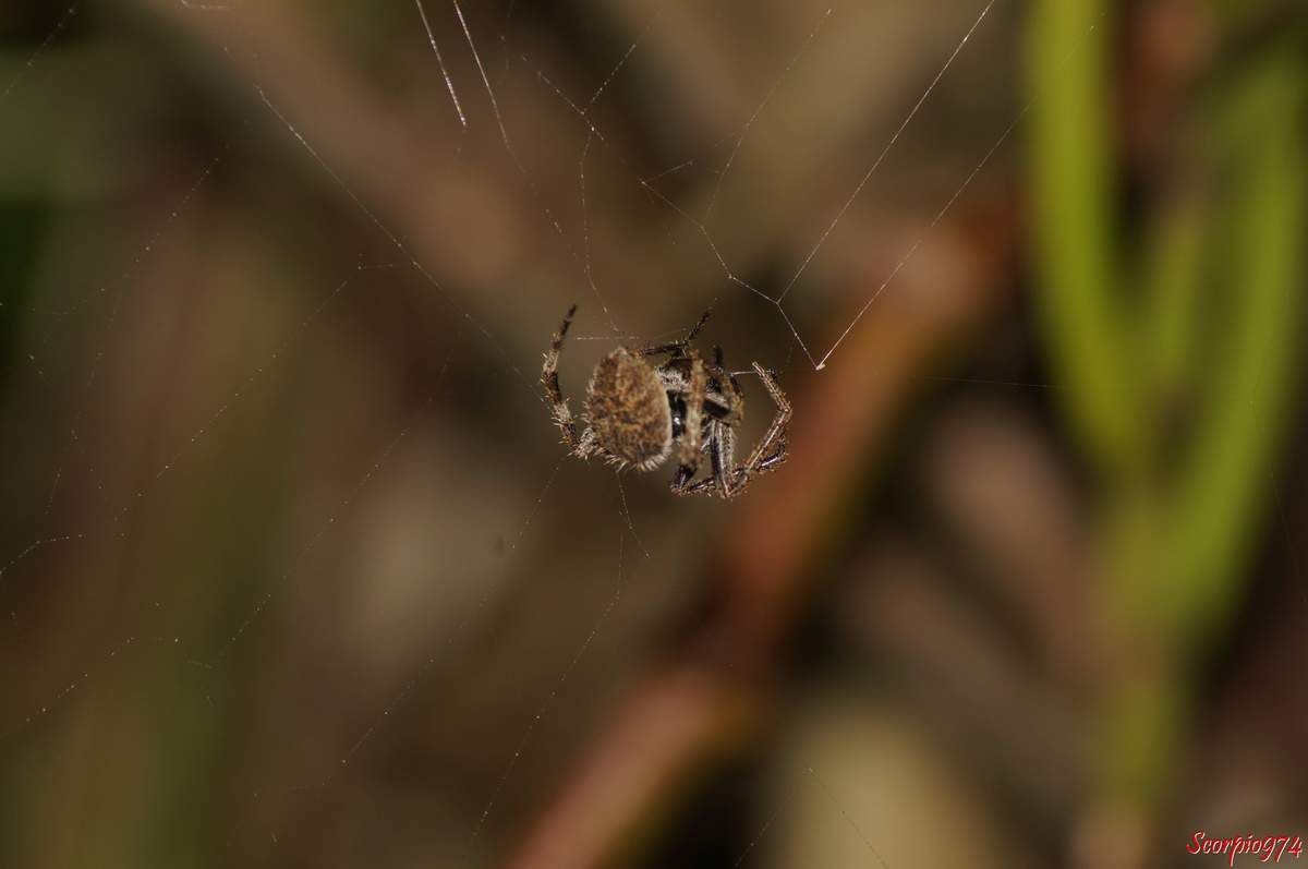 l'Epeire Lugubre, Neoscona punctigera (Doleschall, 1857), Araignée poilue nocturne.