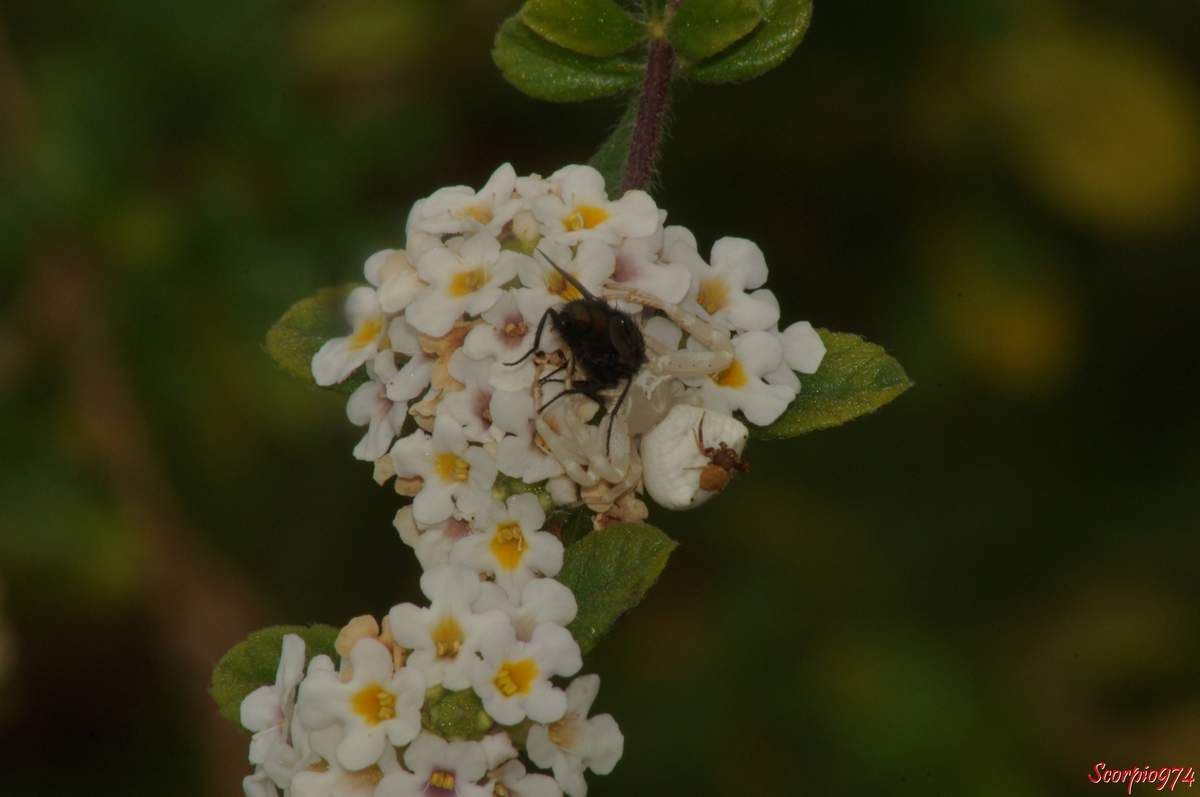 araignée crabe, Thomise ponctué,Thomisus citrinellus Simon, 1875