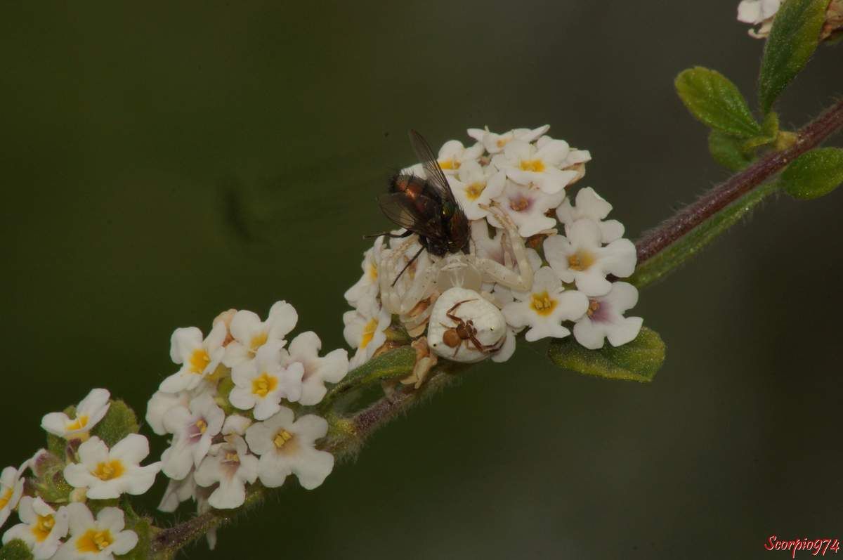 araignée crabe, Thomise ponctué,Thomisus citrinellus Simon, 1875