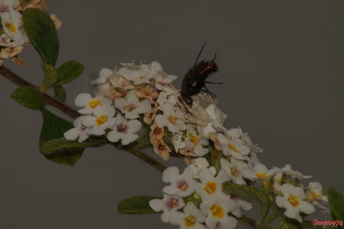 araignée crabe, Thomise ponctué,Thomisus citrinellus Simon, 1875