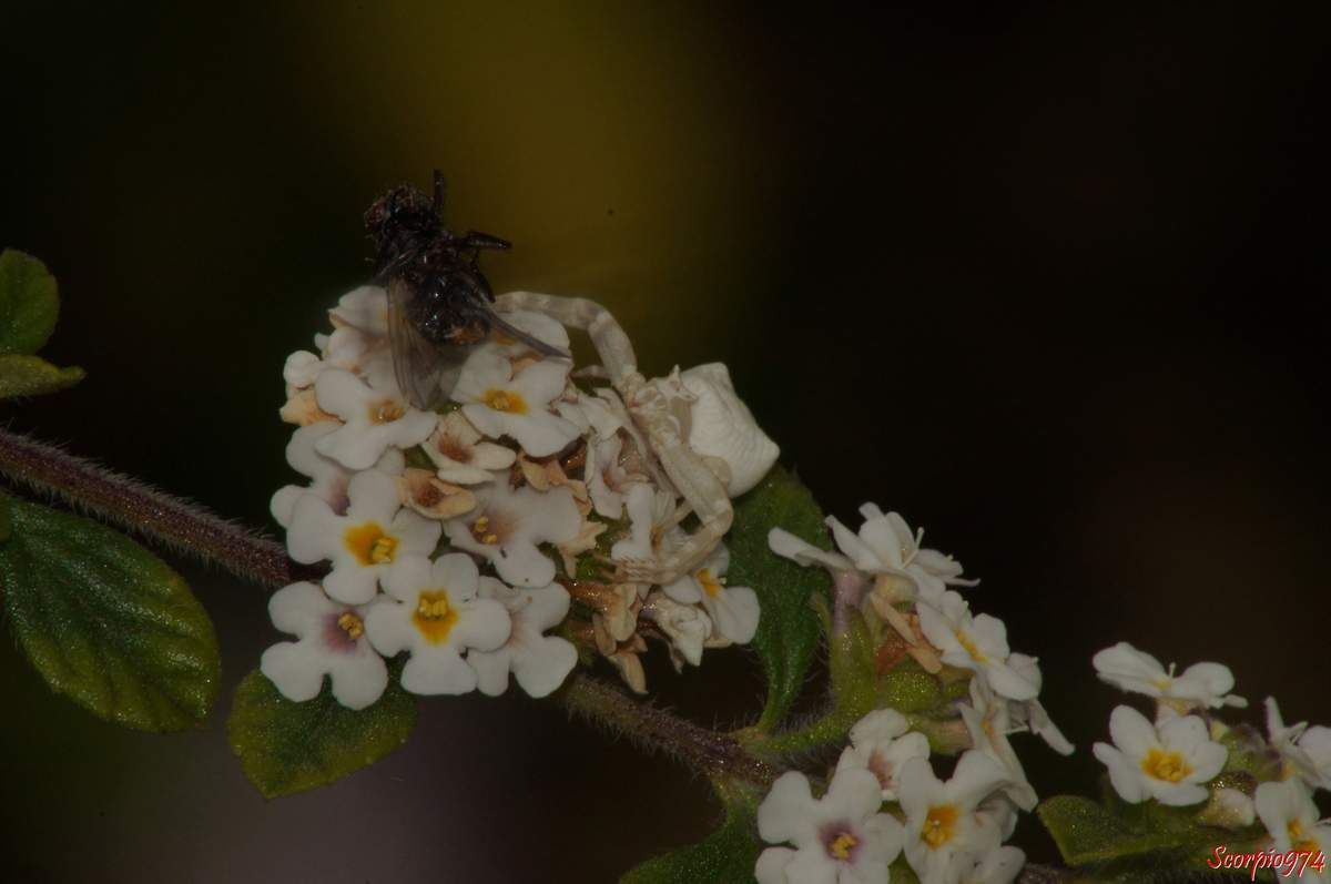 araignée crabe, Thomise ponctué,Thomisus citrinellus Simon, 1875