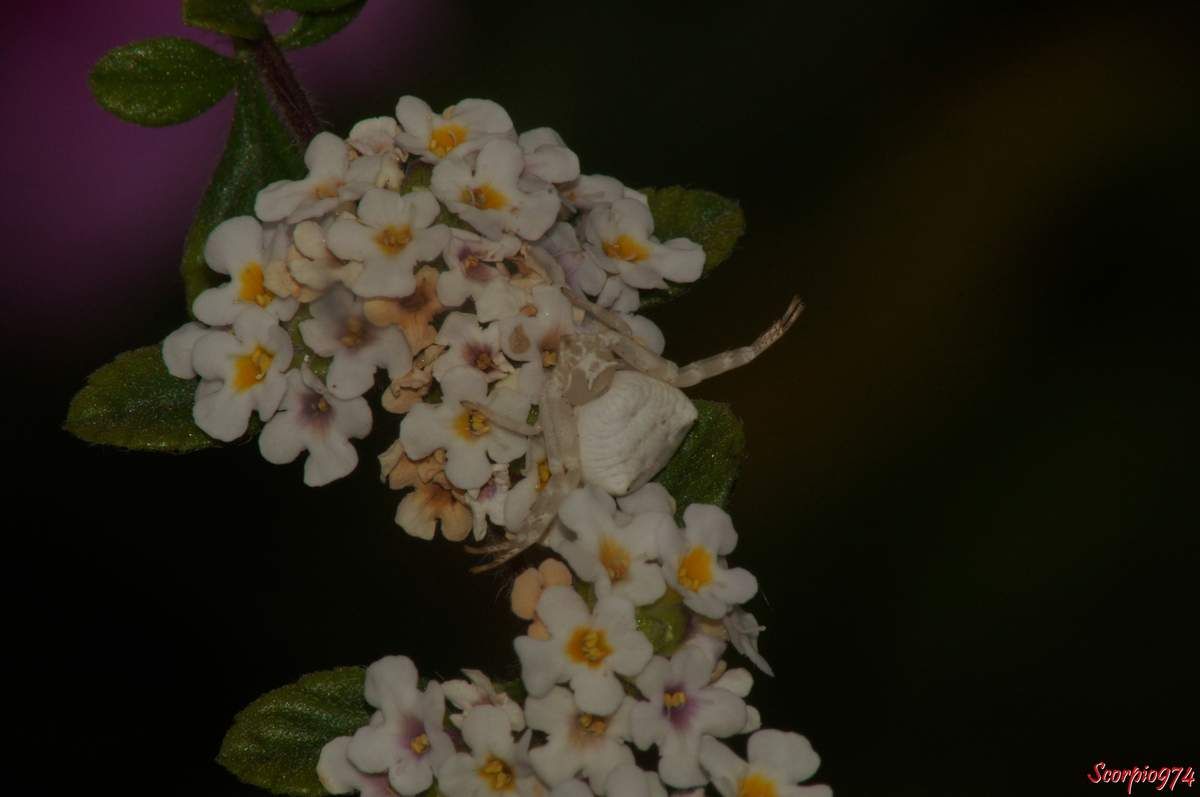 araignée crabe, Thomise ponctué,Thomisus citrinellus Simon, 1875