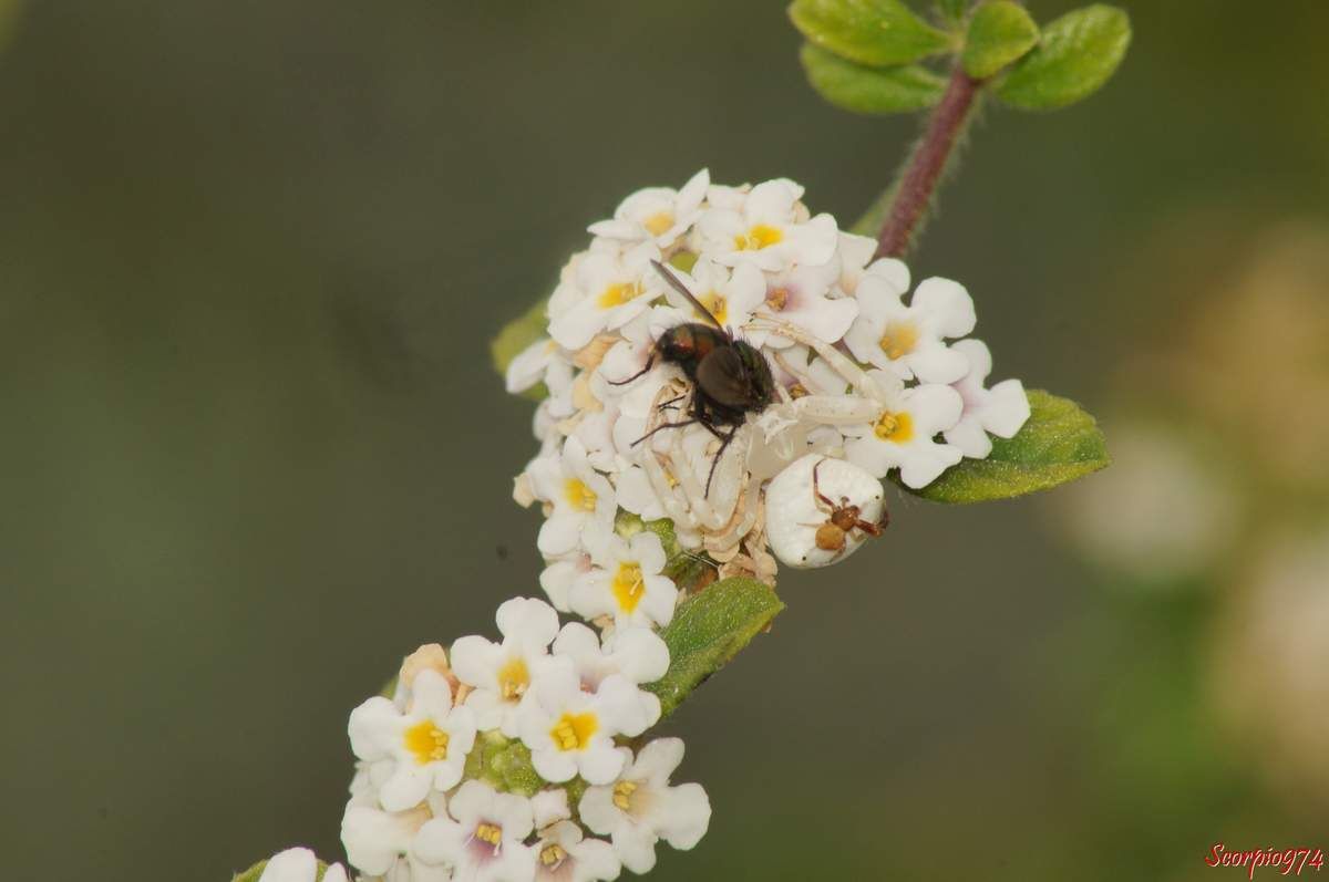 L'araignée crabe, Thomise ponctué,Thomisus citrinellus Simon, 1875.