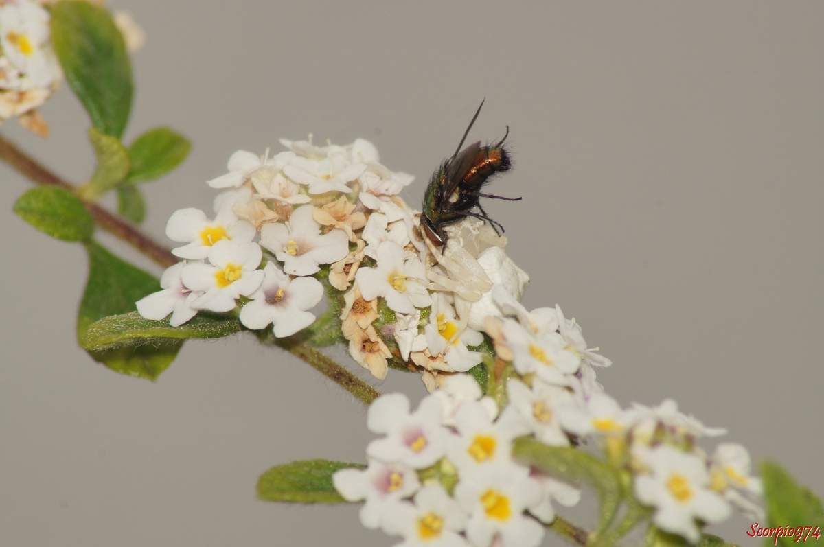 araignée crabe, Thomise ponctué,Thomisus citrinellus Simon, 1875