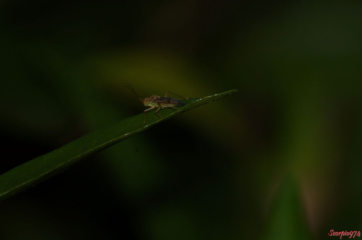 Insecte, insecte 974, insecte Réunion, insecte à la Réunion, insecte de la Réunion, insecte vert, insecte vert 974, insecte vert Réunion, insecte vert à la Réunion, insecte de la Réunion, insecte vert à yeux rouges, insecte vert à yeux rouges 974, insecte vert à yeux rouges Réunion, insecte vert à yeux rouges de la Réunion, insecte vert à yeux rouges à la Réunion, insecte vert tâchées sur le dos, insecte vert tâchées sur le dos 974, insecte vert tâchées sur le dos Réunion, insecte vert tâchées sur le dos à la Réunion, insecte vert tâchées sur le dos de la Réunion, insecte vert tacheté sur le dos yeux rouges, insecte vert tacheté sur le dos yeux rouges 974, insecte vert tacheté sur le dos yeux rouges Réunion, insecte vert tacheté sur le dos yeux rouges à la Réunion, insecte vert tacheté sur le dos yeux rouges de la Réunion, insecte ailé vert tacheté sur le dos yeux rouges, insecte ailé vert tacheté sur le dos yeux rouges 974, insecte ailé vert tacheté sur le dos yeux rouges Réunion, insecte ailé vert tacheté sur le dos yeux rouges de la Réunion, insecte ailé vert tacheté sur le dos yeux rouges à la Réunion, insecte volant, insecte volant 974, insecte volant Réunion, insecte volant de la Réunion, insecte volant à la Réunion, insecte volant vert, insecte volant vert 974, insecte volant vert Réunion, insecte volant vert de la Réunion, insecte volant vert à la Réunion, insecte volant vert yeux rouges, insecte volant vert yeux rouges 974, insecte volant vert yeux rouges Réunion, insecte volant vert yeux rouges à la Réunion, insecte volant vert yeux rouges de la Réunion, insecte volant vert tacheté yeux rouges, insecte volant vert tacheté yeux rouges 974, insecte volant vert tacheté yeux rouges Réunion, insecte volant vert tacheté yeux rouges à la Réunion, insecte volant vert tacheté yeux rouges de la Réunion, insecte ailé, insecte ailé 974, insecte ailé Réunion, insecte ailé de la Réunion, insecte ailé à la Réunion, punaise, punaise 974, punaise Réunion, punaise à la Réunion, punaise de la Réunion, punaise verte, punaise verte de la Réunion, punaise verte 974, punaise verte Réunion, punaise verte à la Réunion, punaise subendémique de la Réunion, subendémique, subendémique 974, subendémique Réunion, subendémique de la Réunion, Corizidolon notaticolle (Reuter, 1907)