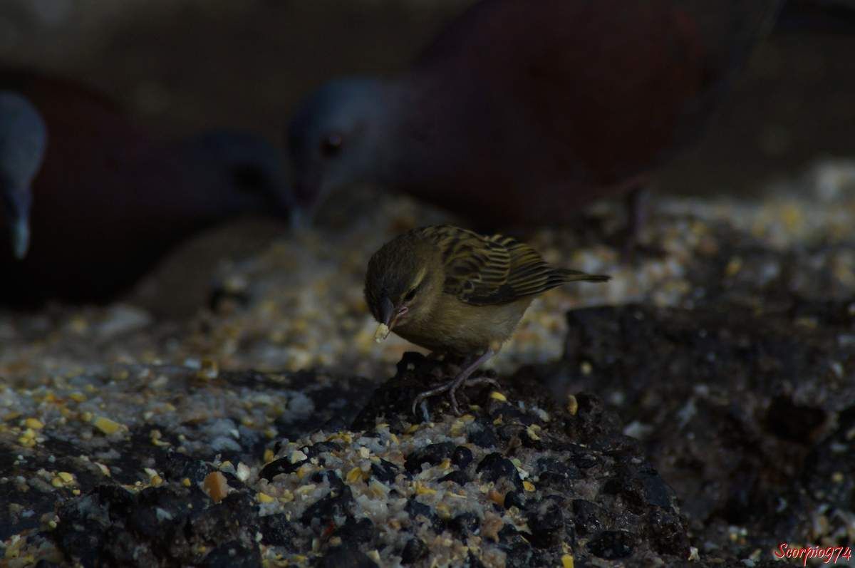 Oiseaux, oisillons, espèce introduite à la Réunion