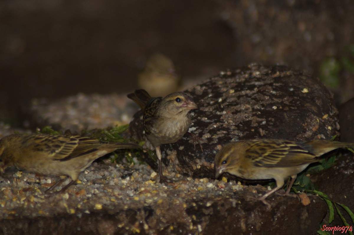 Oiseaux, oisillons, espèce introduite à la Réunion