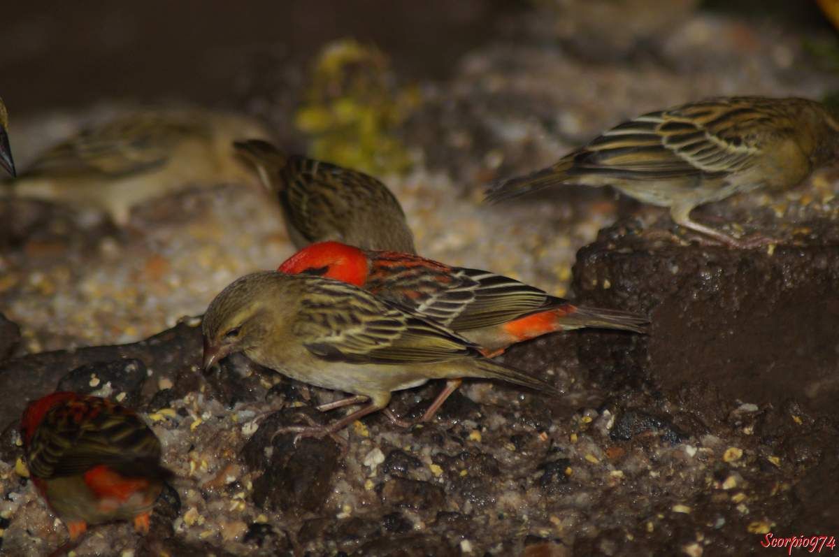 Oiseaux, Foudi de Madagascar, Cardinal, oiseau rouge, espèce introduite à la Réunion