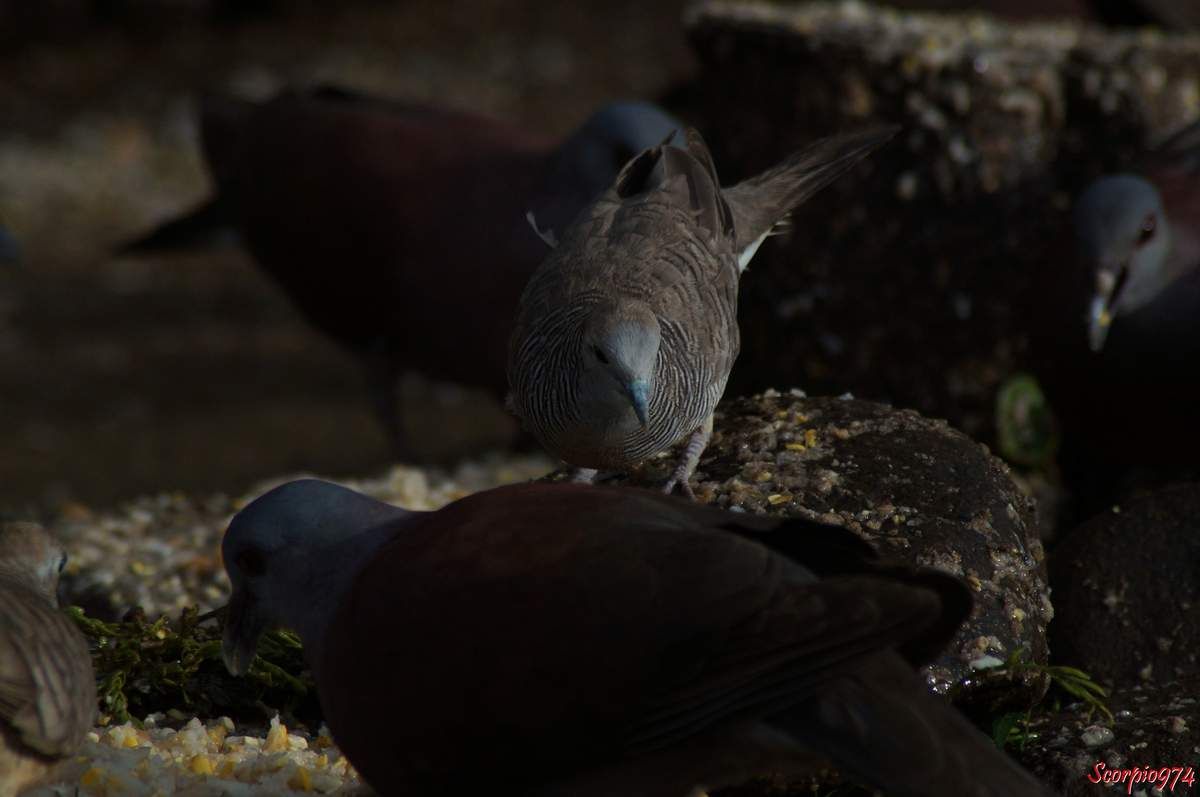 Oiseaux, Tourterelle, Tourterelle pays, Tourterelle malgache, espèce introduite à la Réunion