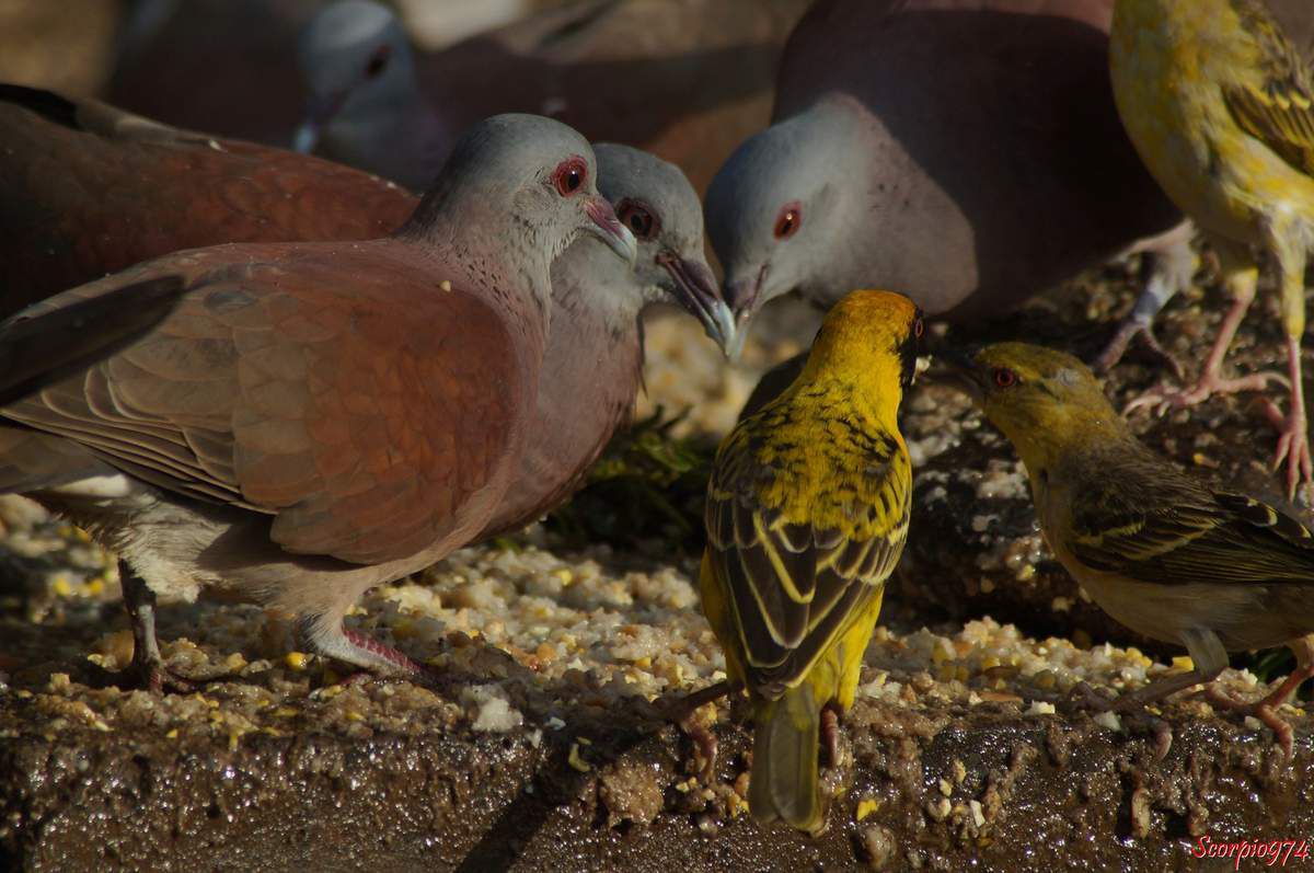 Oiseaux, serin du gendarme, Tourterelle Tourterelle malgache, espèce introduite à la Réunion