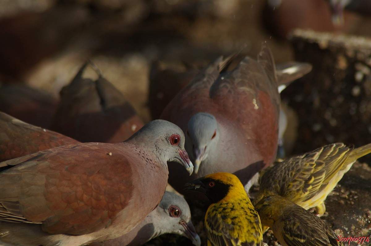 Oiseaux, serin du gendarme, Tourterelle Tourterelle malgache, espèce introduite à la Réunion