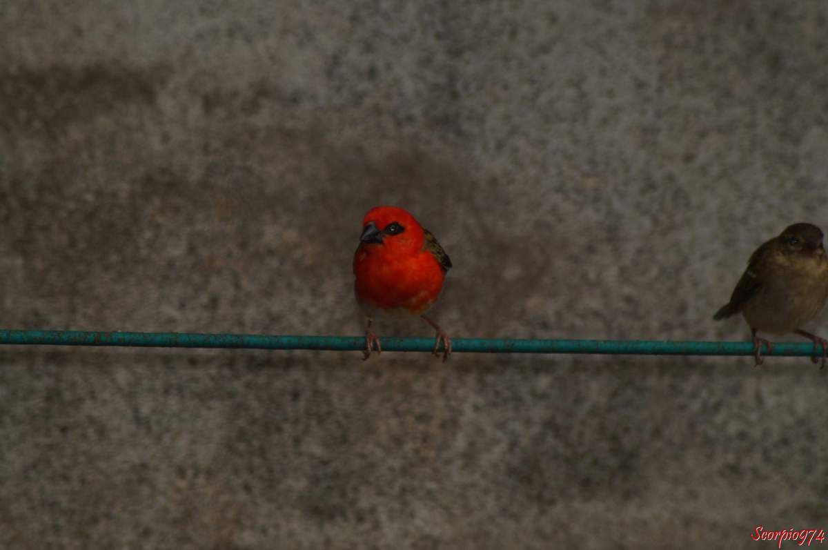 Oiseaux, Foudi de Madagascar, Cardinal, oiseau rouge, espèce introduite à la Réunion