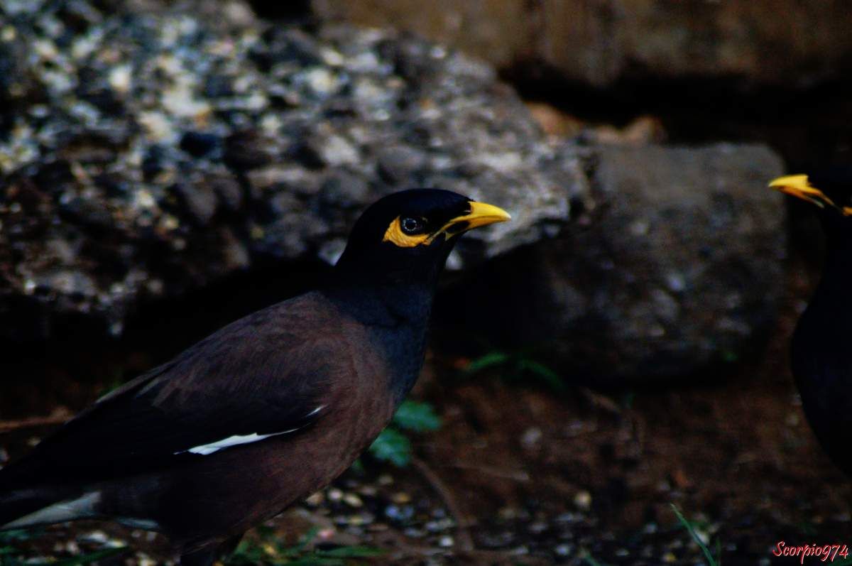 Martin triste, oiseau, oiseau noir bec jaune, espèce introduite à la Réunion.