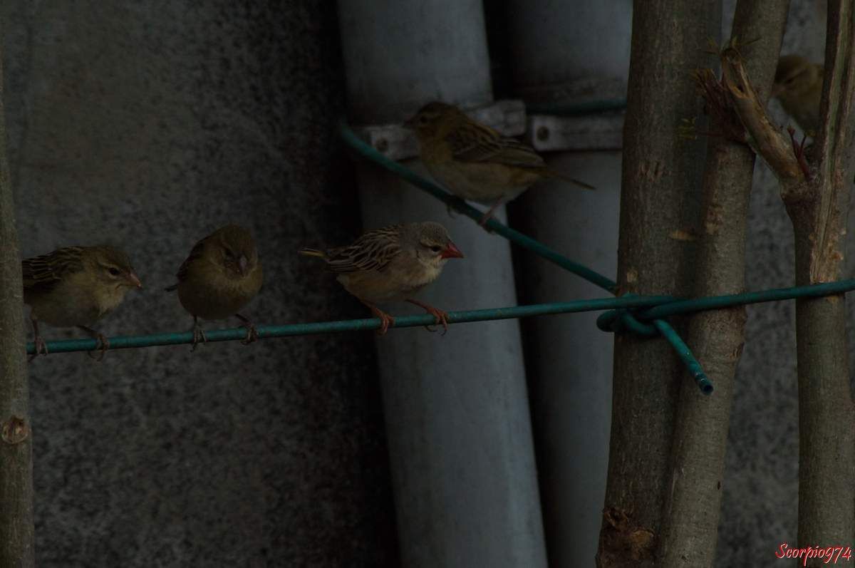 Oiseaux, Travailleur à bec rouge, espèce introduite à la Réunion, 