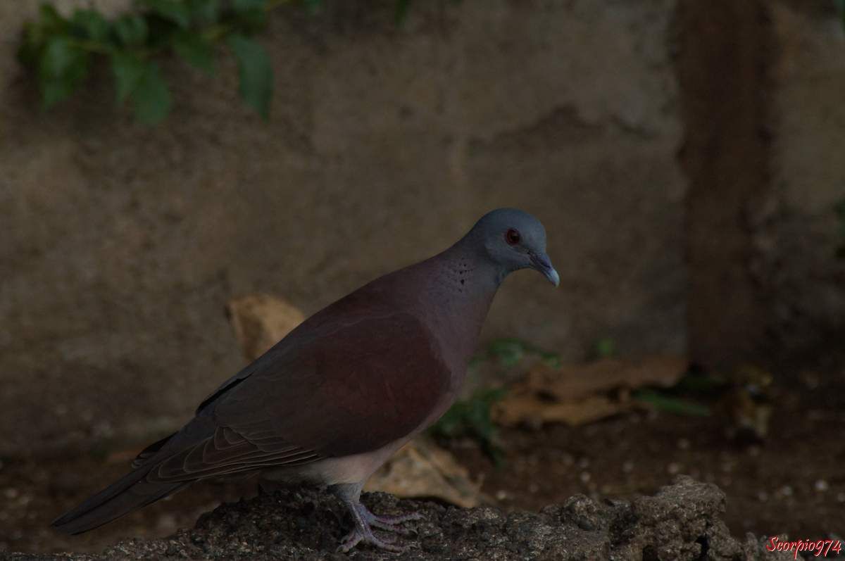 Tourterelle malgache, Tourterelle, oiseaux, espèce introduite à la Réunion
