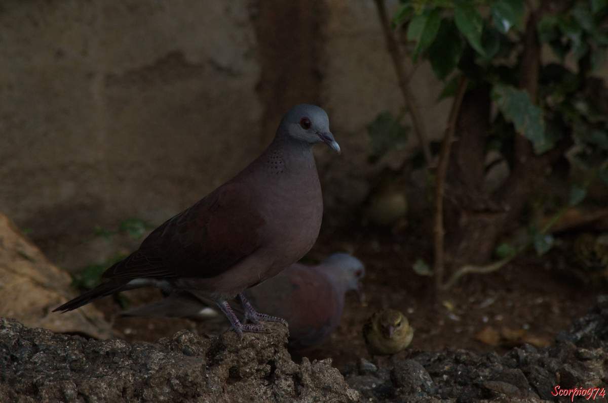 Tourterelle malgache, Tourterelle, oiseaux, espèce introduite à la Réunion