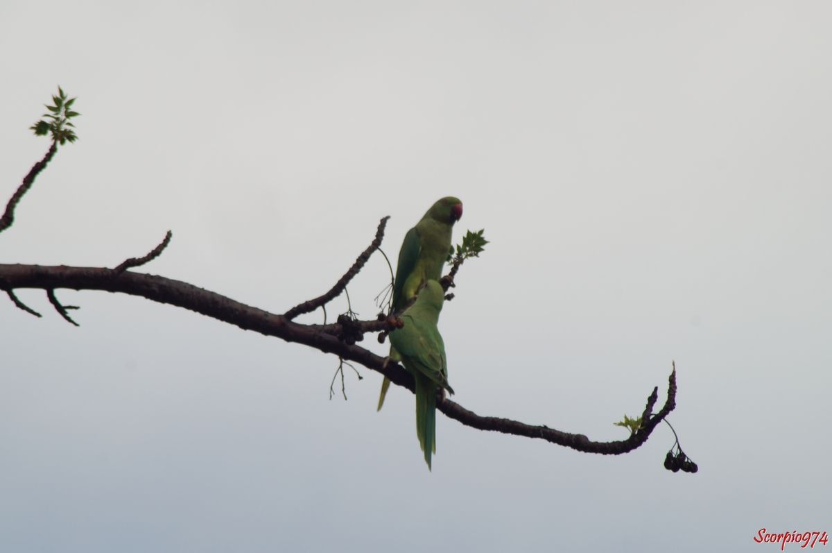 Perruche à collier, perruche, perruche verte, oiseau vert famille perroquet