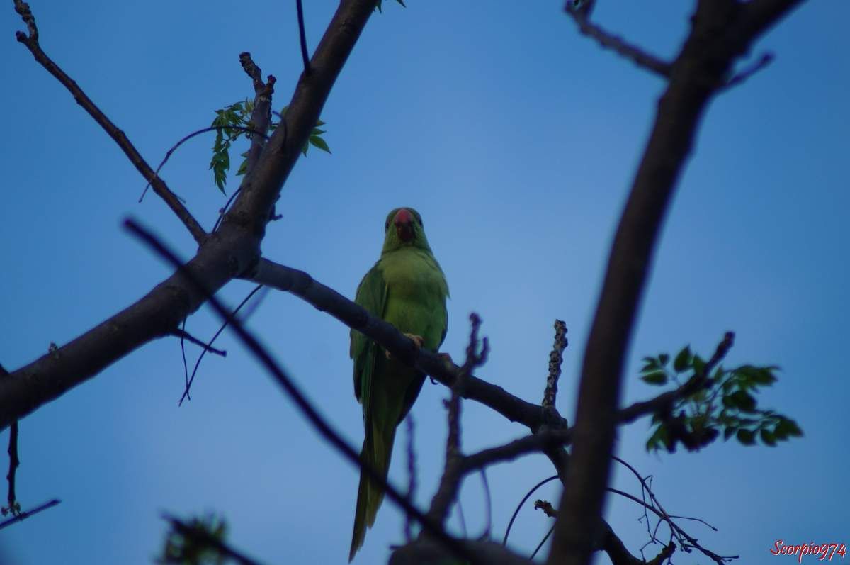 Perruche à collier, perruche, perruche verte, oiseau vert famille perroquet, Psittacula krameri