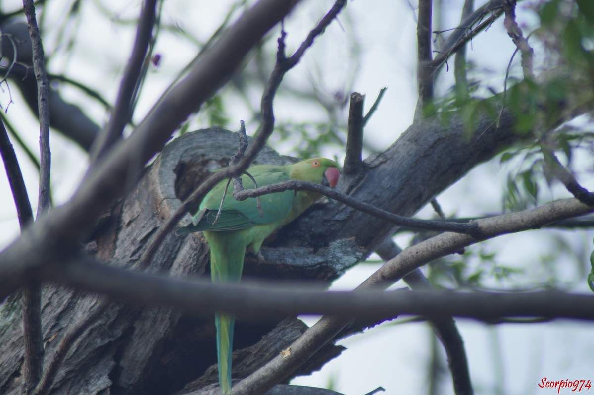 Perruche à collier, perruche, perruche verte, oiseau vert famille perroquet