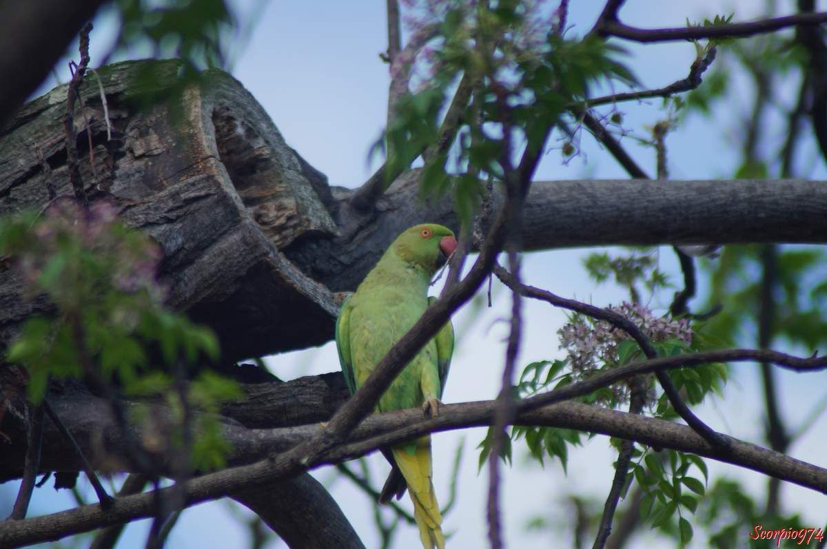 Perruche à collier, perruche, perruche verte, oiseau vert famille perroquet