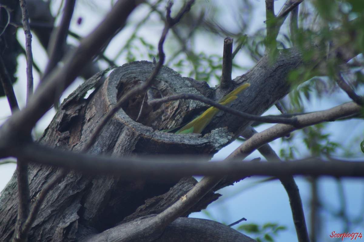 Perruche à collier, perruche, perruche verte, oiseau vert famille perroquet
